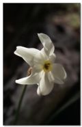 Narcissus poeticus